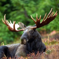 moose sightings in vermont